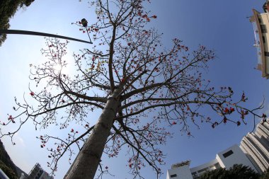 10 March 2013 Fish eye shot of the pine trees on blue sky