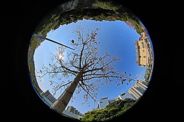 10 March 2013 Fish eye shot of the pine trees on blue sky