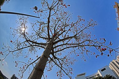 10 March 2013 Fish eye shot of the pine trees on blue sky