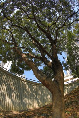 Fish eye shot of the pine trees on blue sky