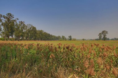 9 March 2013 Nam Sang Wai is a wetland area in San Tin,