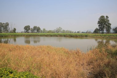 9 March 2013 Nam Sang Wai is a wetland area in San Tin,