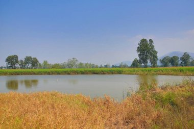 9 March 2013 Nam Sang Wai is a wetland area in San Tin,