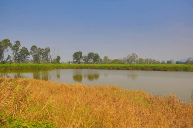 9 March 2013 Nam Sang Wai is a wetland area in San Tin,