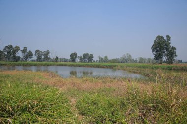 9 March 2013 Nam Sang Wai is a wetland area in San Tin,