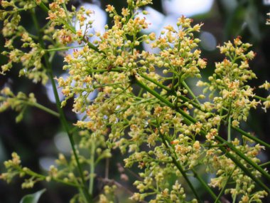 Close up image of the beautiful Idea