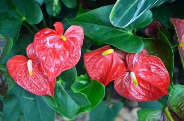 the Anthurium or flamingo flower bloom in garden.Boy flower