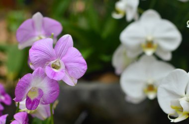 the Beautiful orchid flower on natural background.