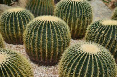 The plant taken in the park or when hiking.