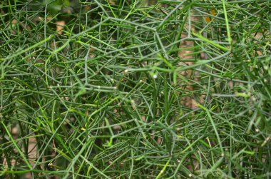 a Milk Bush Herbal treatment of hemorrhoid