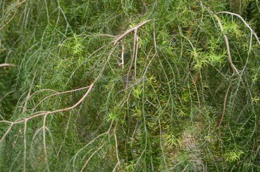 a Milk Bush Herbal treatment of hemorrhoid