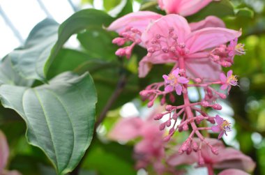 a Flowers that bloom, Rose Grape Melastoma family