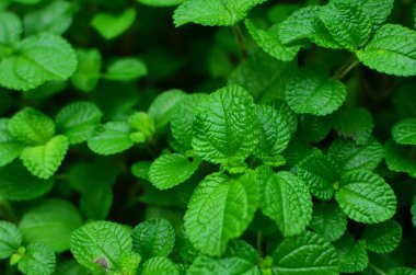 Yaprak resmi, doğa konsepti fotoğrafı.