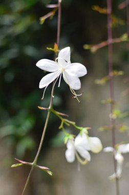Doğa konsepti, bahçedeki çiçek.