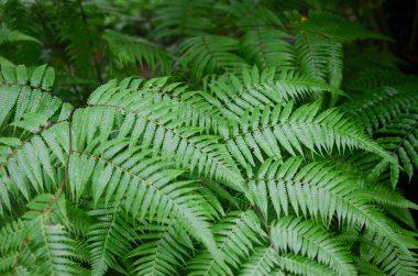 Yaprak resmi, doğa konsepti fotoğrafı.