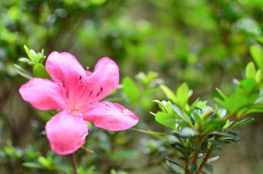 a Blooming pretty hot pink azalea flowering bush.