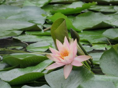 a water lily at pond, summer concept