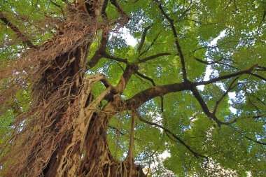2013 May 17 A very old tree in Hong Kong Central district