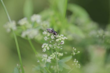 the insect fly perched on green leaves