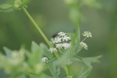 the insect fly perched on green leaves
