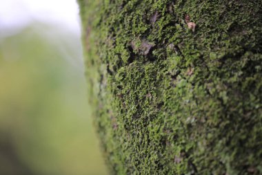 a Moss on wet trees, texture nature, environment, landscape