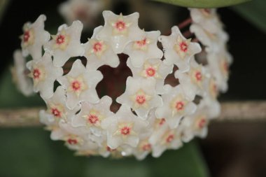 Detail macro of flowers of a wax plant Hoya carnosa