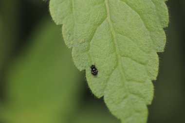 the wild insect , the nature concept image