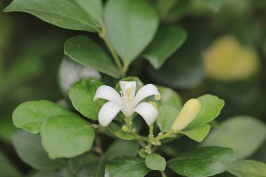 Doğa konsepti, bahçedeki çiçek.