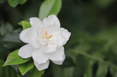 the Cute Paederia foetida flowers, the nature concept