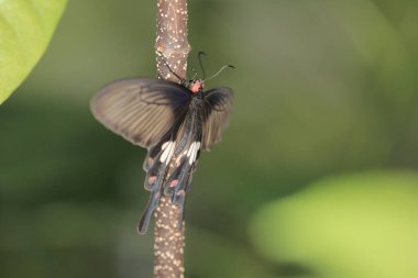 the butterfly image , the insect at nature