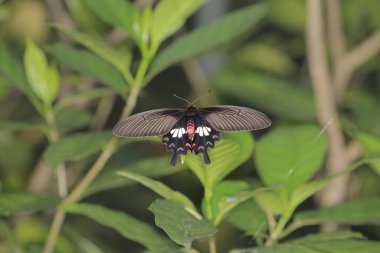 the butterfly image , the insect at nature