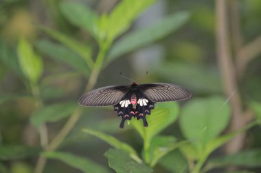 the butterfly image , the insect at nature