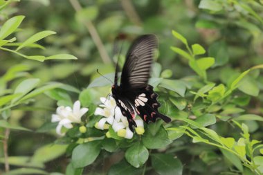 the butterfly image , the insect at nature