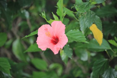 a Red flower close-up on a green leaves background