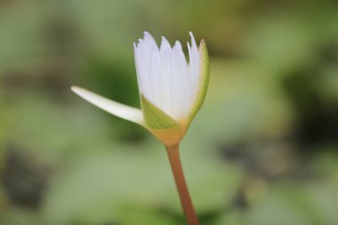 Sudaki çiçekler zambaklar ve yeşil yapraklar manzaranın etrafında