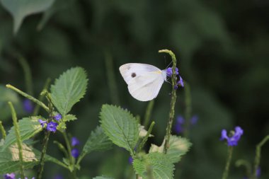 the wild insect , the nature concept image