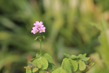 the wild insect , the nature concept image