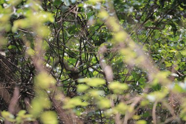 Yaprak resmi, doğa konsepti fotoğrafı.