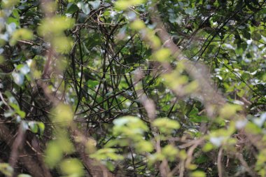 Yaprak resmi, doğa konsepti fotoğrafı.