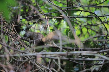 Yaprak resmi, doğa konsepti fotoğrafı.