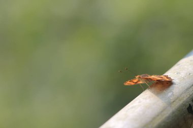 the Painted lady butterfly, the nature concept