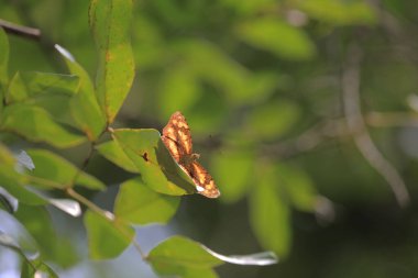 the Painted lady butterfly, the nature concept