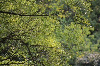 Yaprak resmi, doğa konsepti fotoğrafı.
