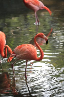 Red and pink flamingos in a pond
