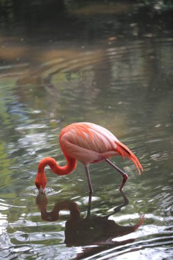 Red and pink flamingos in a pond