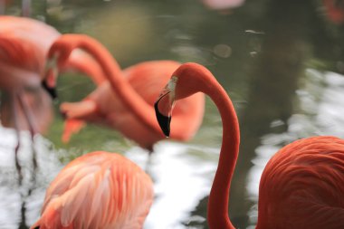 Red and pink flamingos in a pond