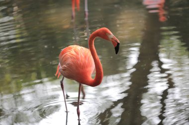 Red and pink flamingos in a pond