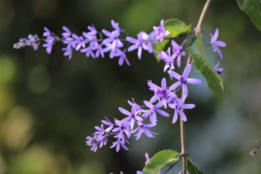 Doğa konsepti, bahçedeki çiçek.