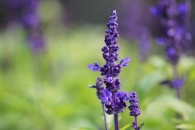 Doğa konsepti, bahçedeki çiçek.