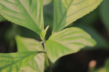 Yaprak resmi, doğa konsepti fotoğrafı.